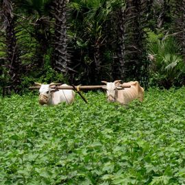 Biodiversity on Organic Farms in Telangana, India